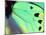 Poseidon (Green Butterfly), Papua New Guinea-Gavriel Jecan-Mounted Premium Photographic Print