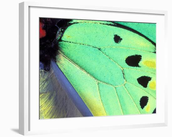 Poseidon (Green Butterfly), Papua New Guinea-Gavriel Jecan-Framed Photographic Print