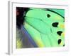 Poseidon (Green Butterfly), Papua New Guinea-Gavriel Jecan-Framed Photographic Print