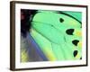 Poseidon (Green Butterfly), Papua New Guinea-Gavriel Jecan-Framed Photographic Print