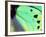 Poseidon (Green Butterfly), Papua New Guinea-Gavriel Jecan-Framed Photographic Print