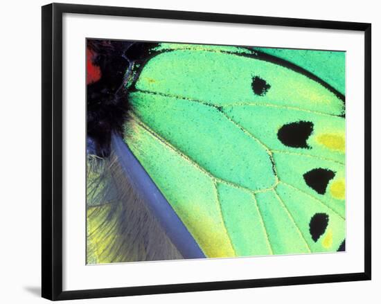 Poseidon (Green Butterfly), Papua New Guinea-Gavriel Jecan-Framed Photographic Print