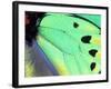 Poseidon (Green Butterfly), Papua New Guinea-Gavriel Jecan-Framed Photographic Print