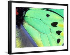 Poseidon (Green Butterfly), Papua New Guinea-Gavriel Jecan-Framed Photographic Print