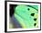 Poseidon (Green Butterfly), Papua New Guinea-Gavriel Jecan-Framed Photographic Print