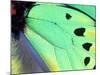 Poseidon (Green Butterfly), Papua New Guinea-Gavriel Jecan-Mounted Photographic Print