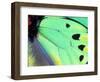 Poseidon (Green Butterfly), Papua New Guinea-Gavriel Jecan-Framed Photographic Print