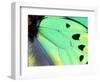 Poseidon (Green Butterfly), Papua New Guinea-Gavriel Jecan-Framed Photographic Print