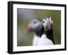 Posing Puffin-Olof Petterson-Framed Giclee Print