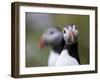 Posing Puffin-Olof Petterson-Framed Giclee Print