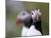 Posing Puffin-Olof Petterson-Mounted Giclee Print