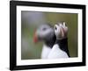 Posing Puffin-Olof Petterson-Framed Giclee Print
