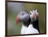 Posing Puffin-Olof Petterson-Framed Giclee Print