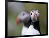 Posing Puffin-Olof Petterson-Framed Giclee Print