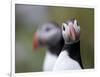 Posing Puffin-Olof Petterson-Framed Giclee Print