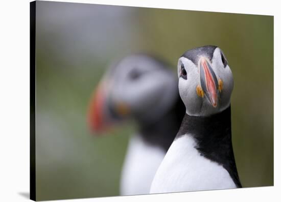 Posing Puffin-Olof Petterson-Stretched Canvas