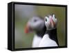 Posing Puffin-Olof Petterson-Framed Stretched Canvas