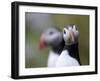 Posing Puffin-Olof Petterson-Framed Photographic Print