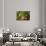 Positive Vibes-Philippe Sainte-Laudy-Photographic Print displayed on a wall