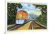 Postcard of the 'Super Chief' of the Santa Fe Railroad, Passing Through Orange Groves, 1950S-null-Framed Giclee Print