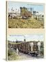 Postcards Depicting Sugar Cane Plantations in Cuba, c.1910-null-Stretched Canvas