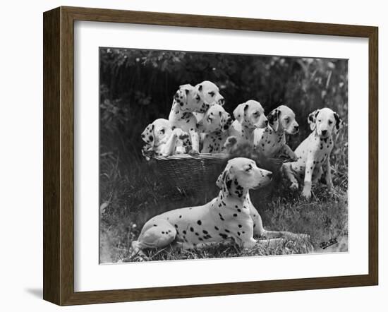 Postchaise Pluto One of Mrs Rowberry's Bitches with Her Puppies in a Basket-Thomas Fall-Framed Photographic Print