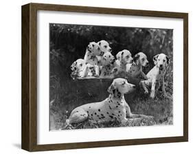 Postchaise Pluto One of Mrs Rowberry's Bitches with Her Puppies in a Basket-Thomas Fall-Framed Photographic Print