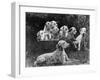 Postchaise Pluto One of Mrs Rowberry's Bitches with Her Puppies in a Basket-Thomas Fall-Framed Photographic Print