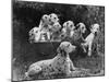 Postchaise Pluto One of Mrs Rowberry's Bitches with Her Puppies in a Basket-Thomas Fall-Mounted Photographic Print