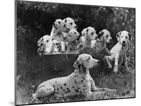 Postchaise Pluto One of Mrs Rowberry's Bitches with Her Puppies in a Basket-Thomas Fall-Mounted Photographic Print