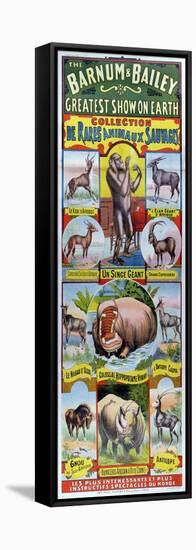 Poster Advertising the Collection de Rares Animaux Sauvages For the Barnum and Bailey Circus-null-Framed Stretched Canvas