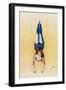 Poster Depicting a Female Acrobat Using Rings-null-Framed Giclee Print