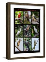 Poster featuring nine birds founds in the Amazon rainforest of northern Peru-Mallorie Ostrowitz-Framed Photographic Print