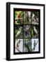 Poster featuring nine birds founds in the Amazon rainforest of northern Peru-Mallorie Ostrowitz-Framed Photographic Print