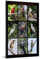 Poster featuring nine birds founds in the Amazon rainforest of northern Peru-Mallorie Ostrowitz-Mounted Photographic Print