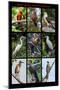 Poster featuring nine birds founds in the Amazon rainforest of northern Peru-Mallorie Ostrowitz-Mounted Photographic Print