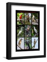 Poster featuring nine birds founds in the Amazon rainforest of northern Peru-Mallorie Ostrowitz-Framed Photographic Print