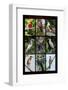 Poster featuring nine birds founds in the Amazon rainforest of northern Peru-Mallorie Ostrowitz-Framed Photographic Print