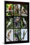 Poster featuring nine birds founds in the Amazon rainforest of northern Peru-Mallorie Ostrowitz-Mounted Photographic Print
