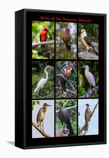 Poster featuring nine birds founds in the Amazon rainforest of northern Peru-Mallorie Ostrowitz-Framed Stretched Canvas