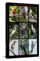 Poster featuring nine birds founds in the Amazon rainforest of northern Peru-Mallorie Ostrowitz-Stretched Canvas