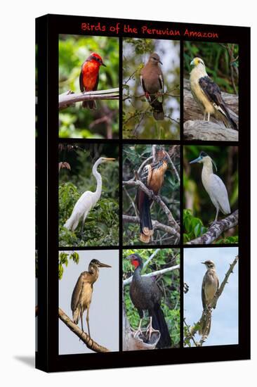 Poster featuring nine birds founds in the Amazon rainforest of northern Peru-Mallorie Ostrowitz-Stretched Canvas