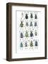 Poster with Variations of Beetles Eupholus-Darrell Gulin-Framed Photographic Print