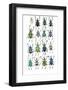 Poster with Variations of Beetles Eupholus-Darrell Gulin-Framed Photographic Print