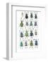 Poster with Variations of Beetles Eupholus-Darrell Gulin-Framed Photographic Print