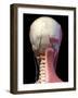 Posterior view of head with skull, blood vessels and muscles, black background.-Leonello Calvetti-Framed Art Print