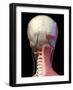 Posterior view of head with skull, blood vessels and muscles, black background.-Leonello Calvetti-Framed Art Print