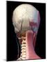 Posterior view of head with skull, blood vessels and muscles, black background.-Leonello Calvetti-Mounted Art Print