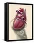 Posterior View of Human Heart on Photo of Blood Pressure Cuff-null-Framed Stretched Canvas