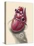 Posterior View of Human Heart on Photo of Blood Pressure Cuff-null-Stretched Canvas